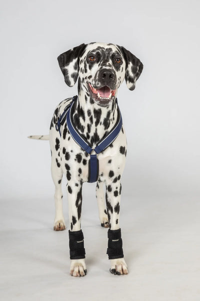 Dog wrist/carpal brace PAIR