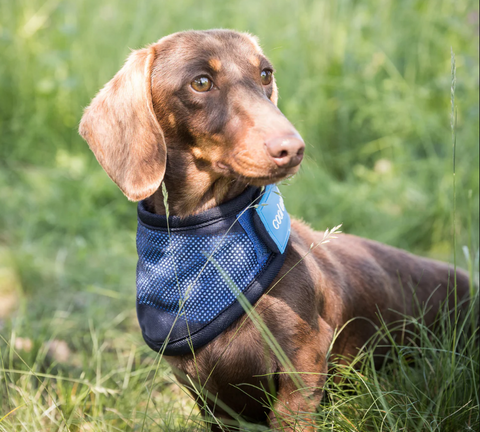 Cool on Track® Cooling Bandana