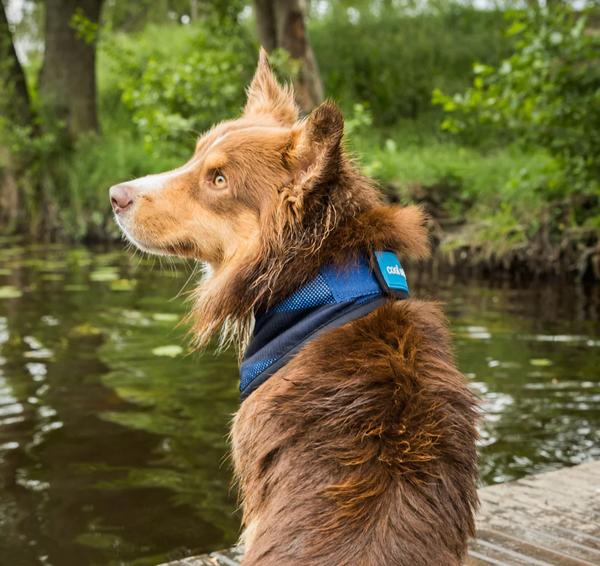 Cool on Track® Cooling Bandana