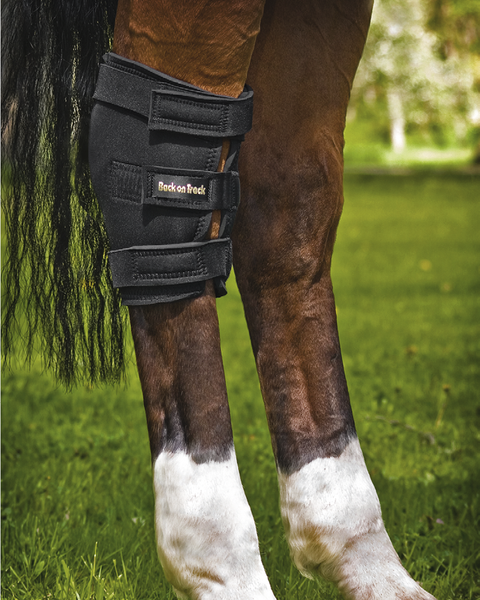 Hock Brace
