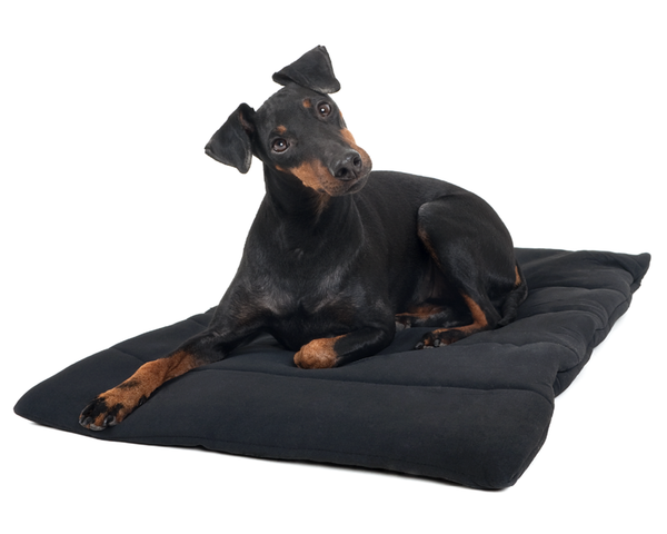 Black Dog Blanket