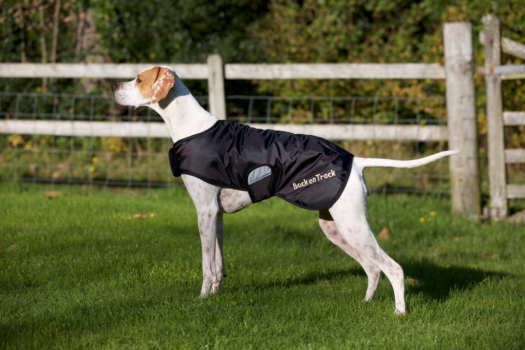 Hugo Standard Dog Rug