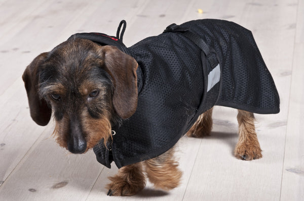 Dachshund mesh rug