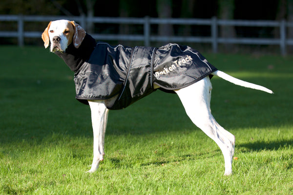 Canine Whippet Rug