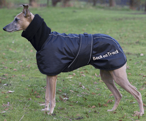 Canine Whippet Rug